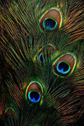 Colorful peacock feathers with iridescent eye patterns