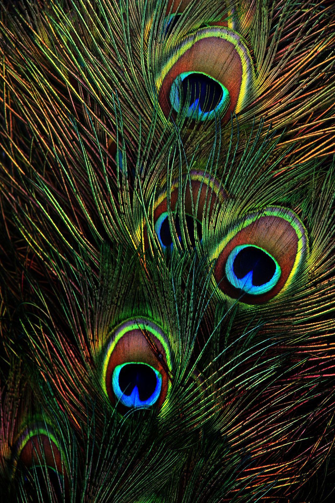 Colorful peacock feathers with iridescent eye patterns